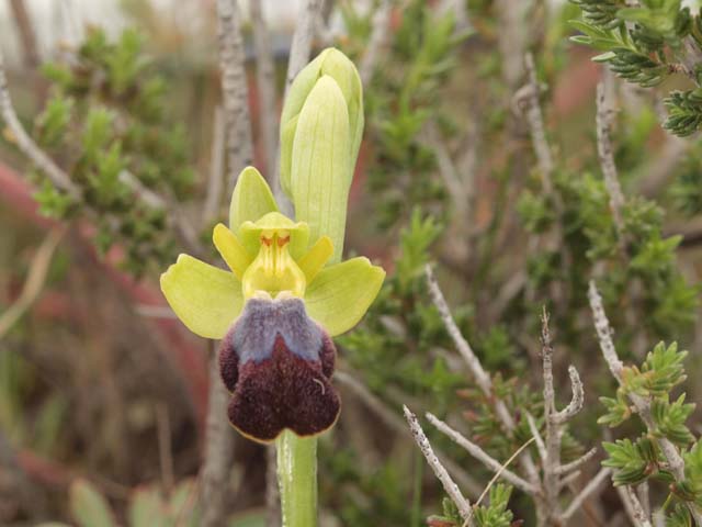 Orchidee dalla murgia Materana